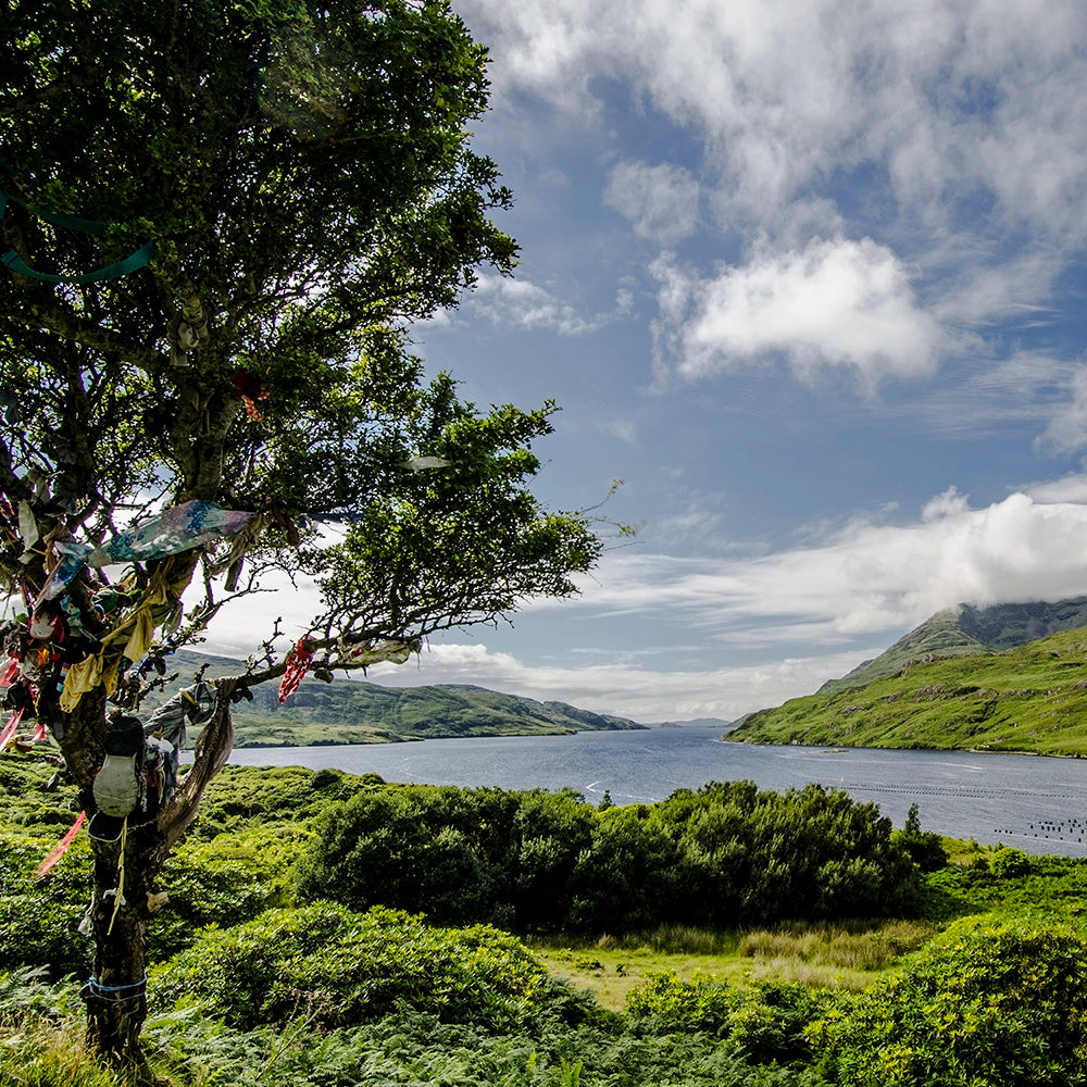 Galway Landscape With Rag Tree